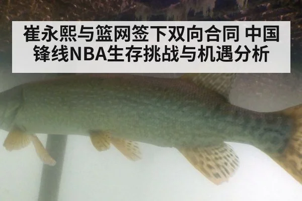 崔永熙与篮网签下双向合同 中国锋线NBA生存挑战与机遇分析